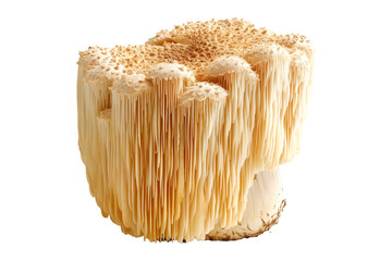 Wall Mural - Lions Mane mushroom isolated on a white background.