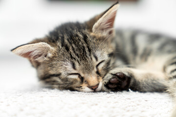 cute kitten tabby cat sleeping, resting, relaxing, looking on top of a bed. Cat sleep calm relax. Close up of the muzzle of a sleeping cat with closed and open eyes. Pets friendly and care concept.