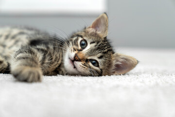 cute kitten tabby cat sleeping, resting, relaxing, looking on top of a bed. Cat sleep calm relax. Close up of the muzzle of a sleeping cat with closed and open eyes. Pets friendly and care concept.