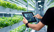 © panuwat - Smart farming argriculture concept.Man hands holding tablet on blurred organic hydroponic vegetable garden as background