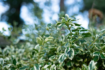 Wall Mural - Closeup of a green bush of Euonymus fortunei