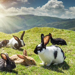 Wall Mural - rabbit Animals