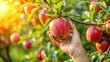 © Sujid - A close up of a hand picking a ripe apple from a tree , apple, harvest, orchard, fruit, picking, hand, farm, tree