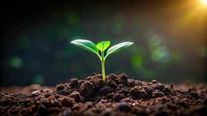 Wall Mural - Tiny green plant sprouting from dark soil, Growth, nature, small, seedling, fresh, young, beginnings, root, nutrition