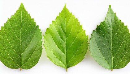 Wall Mural - green leaf isolated on transparent or white background png