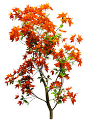 Wall Mural - 3D Rendering Deciduous Azalea on White