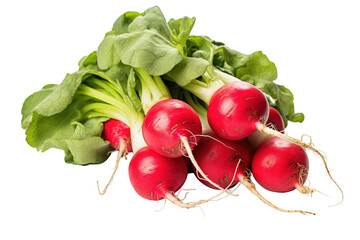 Poster - A Bountiful Harvest of Fresh Red Radishes With Vibrant Green Tops on a White or Clear Surface PNG Transparent Background.