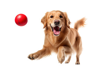 A Golden Retrievers Joyful Pursuit of a Red Ball in Mid-Air on a White or Clear Surface PNG Transparent Background.