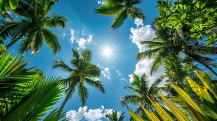 Wall Mural - A sunny tropical background with palm trees and a blue sky. A view from below