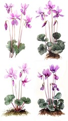 Wall Mural - Set Of Cyclamen Flower Watercolor Illustration On White Background