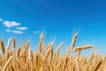 Wall Mural - PNG Brown wheat field border sky agriculture outdoors.