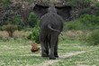 © robertharding - An African elephant (Loxodonta africana) chases away a lion (Panthera leo) resting along its path, Savuti, Chobe National Park, Botswana, Africa