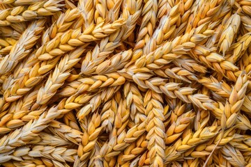 Wheat Grain. Whole grain wheat kernels background for healthy food concept