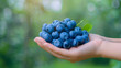 © NaphakStudio - A hand holding a bunch of fresh blueberries, set against a vibrant green background, capturing the essence of summer harvest.