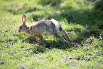 Wild  Rabbit  plating  in the  field 