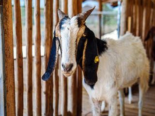 goats in a barn, goat with cute face in rural farm