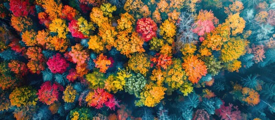 Aufkleber - Capture a stunning aerial perspective of vibrant fall foliage against a blank surface for text or designs in the frame - ideal for a copy space image.