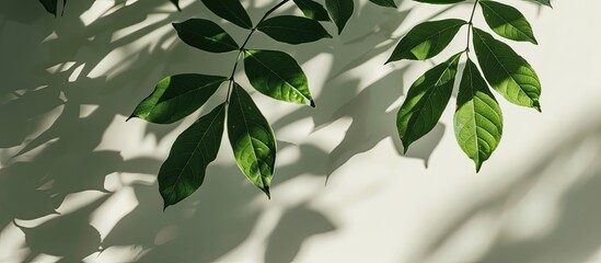 Poster - Leaf tree shadows in soft focus against a light gray backdrop, with room for copy space image.