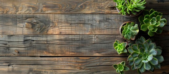 Aufkleber - Horizontal copy space image featuring decorative green succulent plants on a rustic wooden table, perfect for florist concepts or indoor flora enthusiasts.