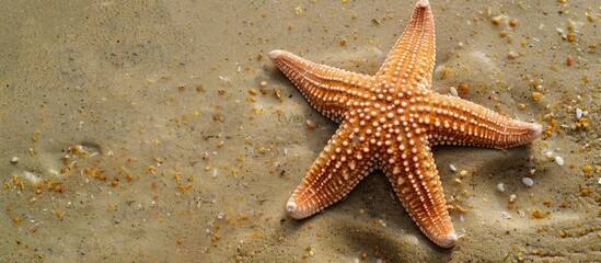 Aufkleber - A sea star lying on the sandy beach with available copy space image.