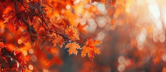 Leinwandbilder - Fall foliage with copy space image.