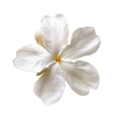 High-quality close-up of a single white flower with delicate petals on a transparent background, perfect for decorating and design projects.