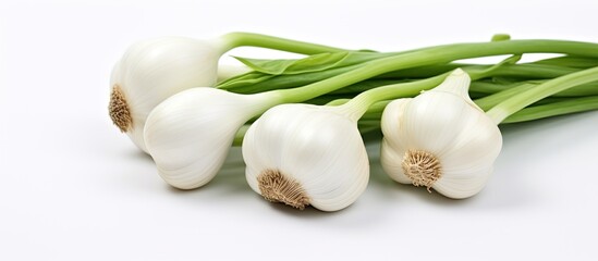 Canvas Print - Vegetables like bok choy arranged elegantly with ample white space for text or other elements in the image, useful for various designs requiring a copy space image.