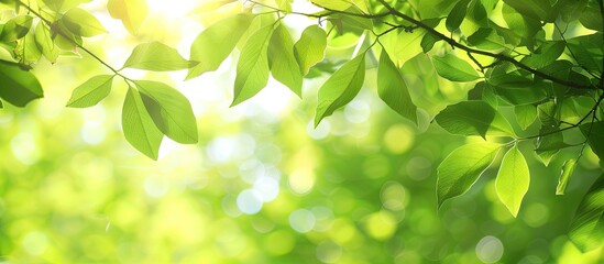 Poster - Sunny summer bokeh background with green leaves, perfect as a copy space image.