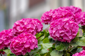 Sticker - Selective focus of Hydrangea in the garden, Bushes of colorful purple pink ornamental flower, Hortensia flowers are produced from early spring to late autumn, Nature pattern texture, Flora background.