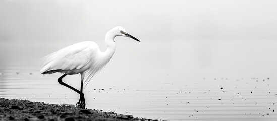 Aufkleber - Monochromatic image showing a small egret (Egretta garzetta) strolling by the lake shore with a blank space for text or design insertion.