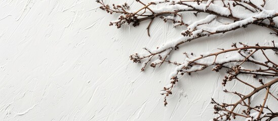 Aufkleber - Snow-covered twigs on a white backdrop with a space for adding text in the image.