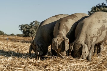 Wall Mural - Group of Iberian pigs grazing in a sunny field