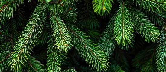 Fototapete - Close-up view of the spruce's lush green needles, with a copy space image.