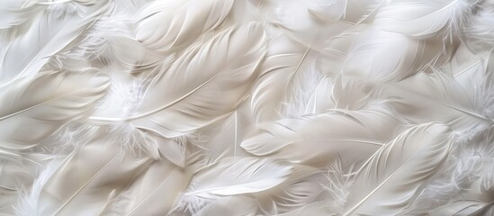 Aufkleber - A lovely array of white duck feathers, ideal for a background or texture in a copy space image.