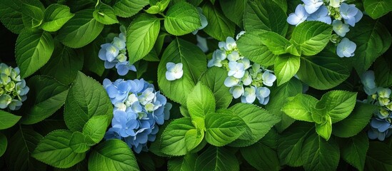 Poster - Hydrangea in its early summer bloom, surrounded by vibrant foliage, could be the focal point of a picturesque garden or a charming copy space image.