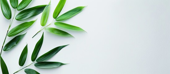 Poster - A bamboo leaf on a white backdrop with copy space image.