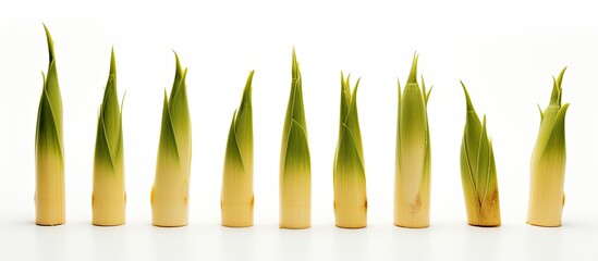 Poster - Bamboo shoots displayed on a white backdrop with empty space for text or graphics in the image.