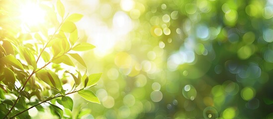 Poster - Blurred foliage and bright summer sunlight create a backdrop for text or ads with copy space image.