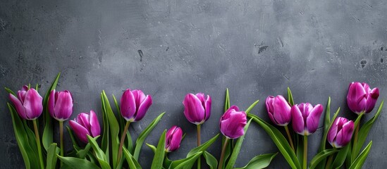 Aufkleber - Vibrant purple tulips against a grey backdrop in a flatlay arrangement with empty space for text or images.