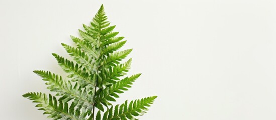 Leinwandbilder - Detailed close-up photo showcasing a single textured green fern on a white backdrop with ample space for additional content.