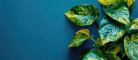 Aufkleber - Golden pothos plant against a blue backdrop, complete with a border design and ample copy space image.