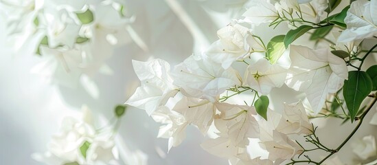 Sticker - White Bougainvillea Flowers blooming beautifully in a copy space image.