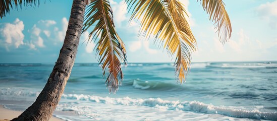 Poster - Close-up photo of a palm tree by the beach with a background ideal for adding text or graphics - copy space image.