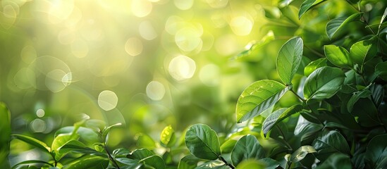 Canvas Print - Green leaves beautifully displayed against a blurred green background in a garden with sunlight, ideal for a fresh wallpaper, emphasizing nature and ecology, with space for other content.