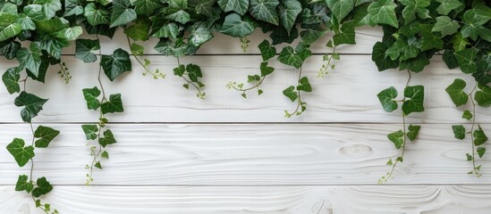 Poster - A white wooden background decorated with vine leaves provides a pleasing copy space image.