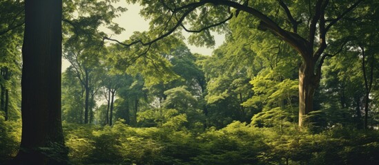 Poster - A panoramic photo featuring treetops, various trees, and blooming chestnut trees in the center, surrounded by abundant foliage, show detail with copy space image opportunity.