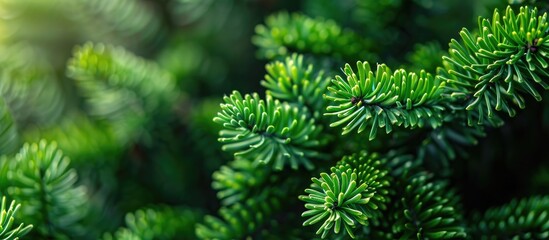 Fototapete - Close-up of araucaria leaves with copy space for text or images in the background.