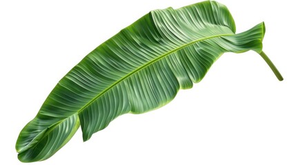 A single large green leaf on a white background