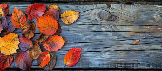 Poster - Autumn leaves in various colors on a wooden backdrop with room for a copy space image.