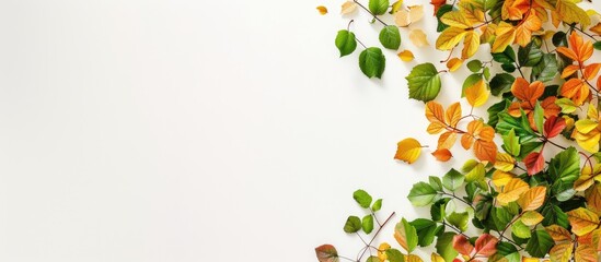 Leinwandbilder - A flat lay image displaying yellow, green, and red autumn leaves on the right side of a white background, allowing for text to be added in the copy space image.
